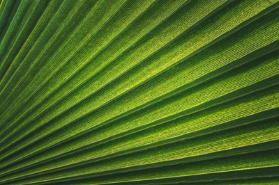 Padrão de folha de palmeira