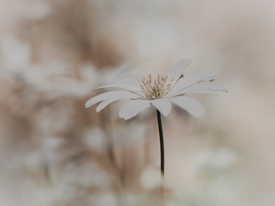 Hvit stråle anemone