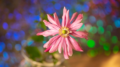 Happy anemone II