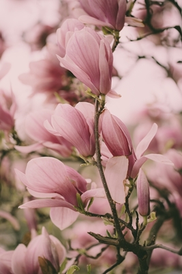 Blomstrende magnolia gren