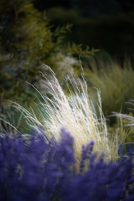 Gräser und Lavendel im Wind