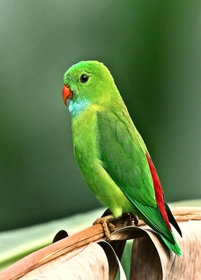 Grüner Papagei