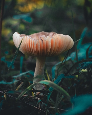 Mystická houba