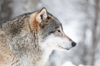 Portrét vlka v Zimní zemi