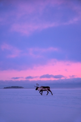Eenzaam rendier in roze zonsopgang