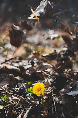 Fleur jaune dans la forêt