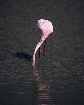 Flamingo kaupungissa sjö