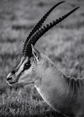 Alarm af 1- antilope