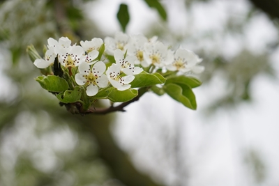 Körsbärsblommor på våren