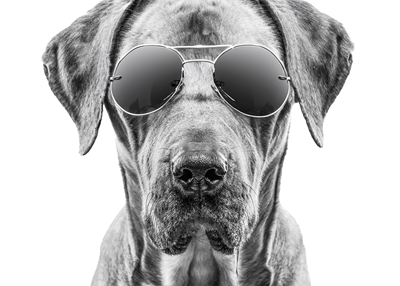 Perro superior con gafas de sol