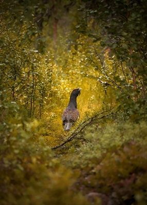 Capercaillie hane i skov glade