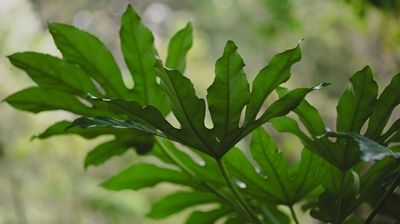 Grüne Pflanzenblätter