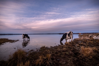 Vaches au bord de la rivière
