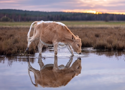 Calf drinking water from river
