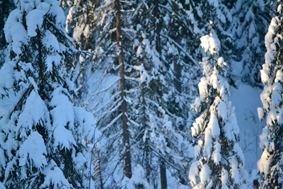 Szczegółowy obraz zimowego krajobrazu