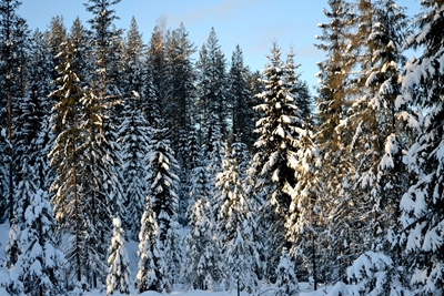 Vinterlandskap i skogen