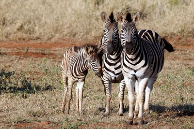 Zebror i Sydafrika