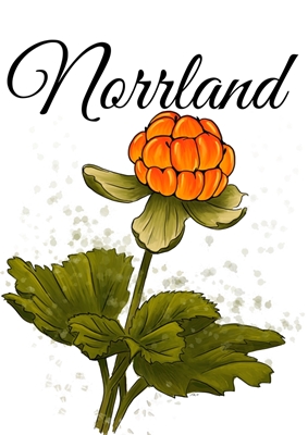 Norrland The cloudberry