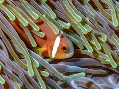 Clownfish in strong currents 