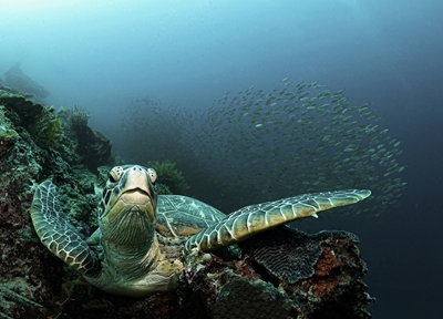 entspannte Schildkröte 