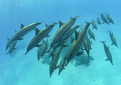 Delfiinien äänet 