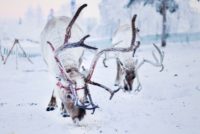 Reindeers on a winter morning