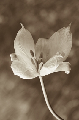 Nærbilde av en tulipan