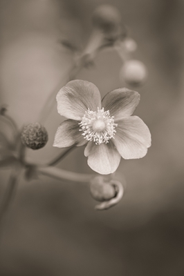 Cabeza de flor de una anémona 