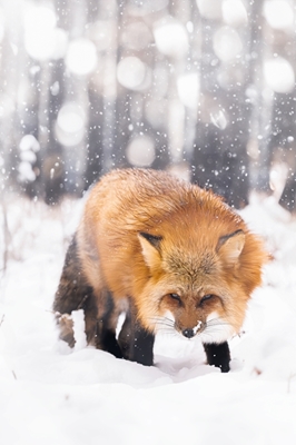 Beauty Fox 