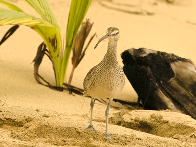Costa Rica Strandfågel