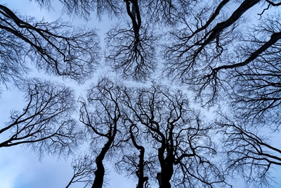 Vista de Ghost Wood al cielo