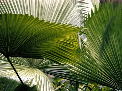 Costa Rica Palm trees