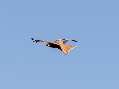 A buzzard in flight