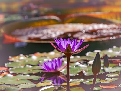 Water lily Romance