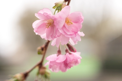 Fleurs de cerisier dans la rosée