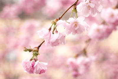 Cerejeiras sonhadoras em flor