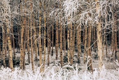 Birches in winter frost