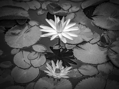 Water lilys in black and white