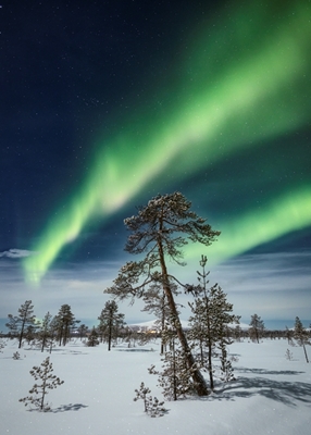 Magiczna zimowa noc w Laponii