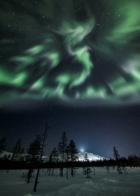 Drago aurora boreale