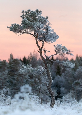 The pine tre on the bog