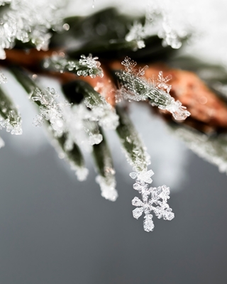 Snowflake on spruce