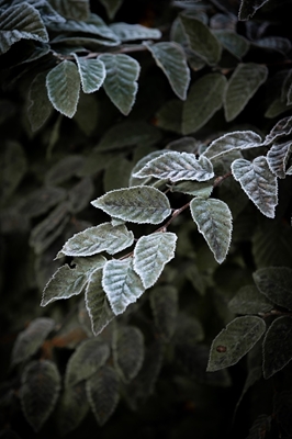 Frosty leafs