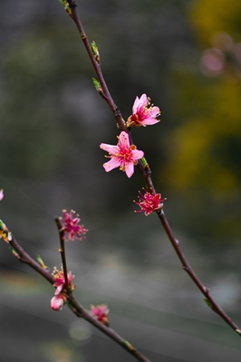 Pink flower bud/blossom