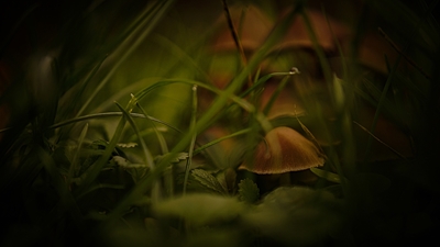 Mushroom #8