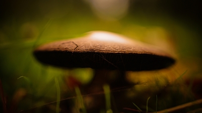 Mushroom #7