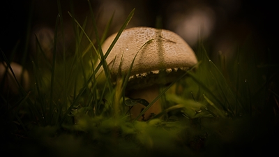 Mushroom #9