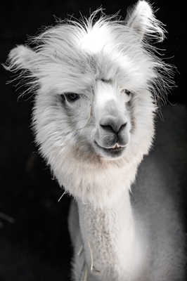 Funny white alpaca