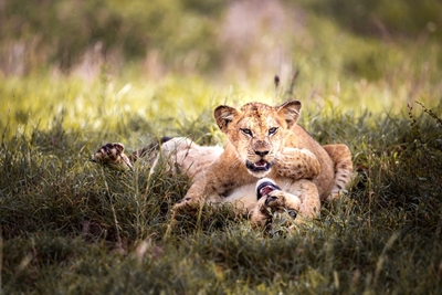 lion cubs play 