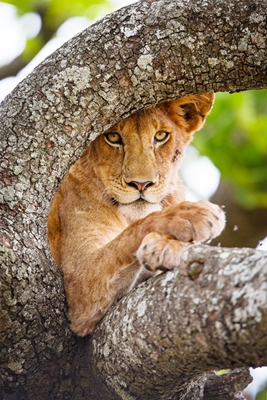 Lion resting in tree in Africa